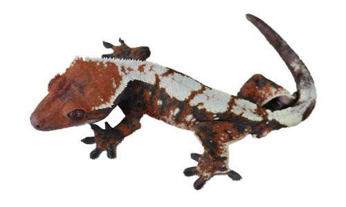 Erly-Home-Geckos